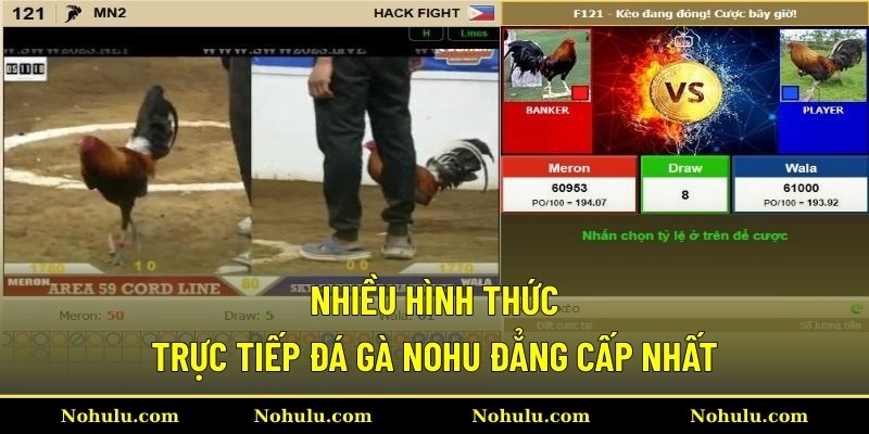 Nhiều hình thức trực tiếp đá gà Nohu đẳng cấp nhất
