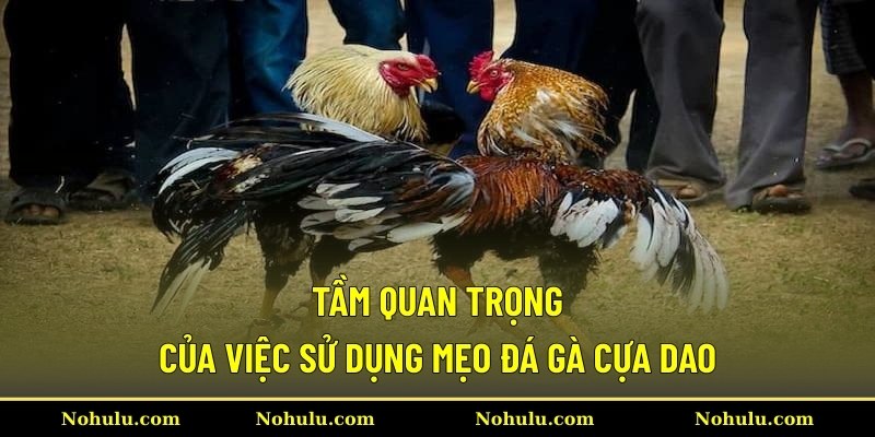 Tầm quan trọng của việc sử dụng mẹo đá gà cựa dao