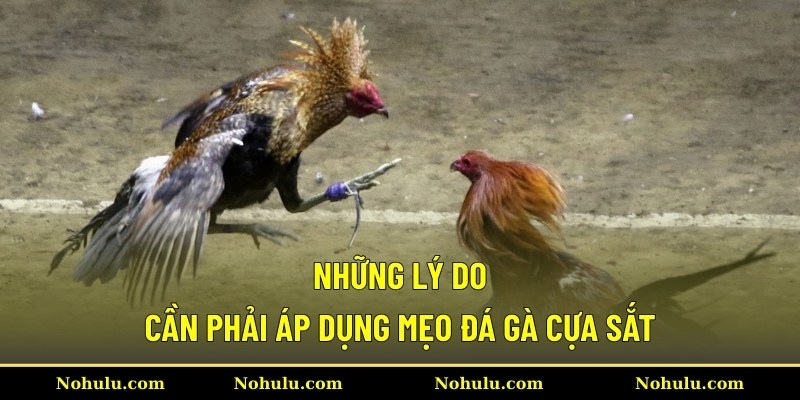 Những lý do cần phải áp dụng mẹo đá gà cựa sắt