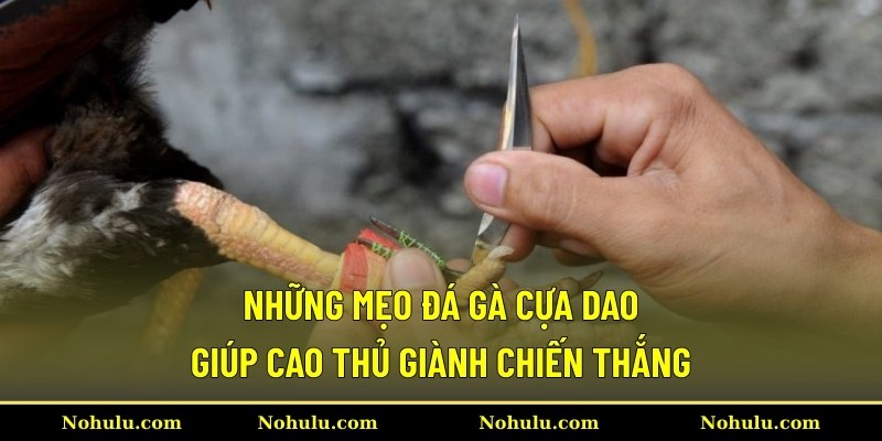 Những mẹo đá gà cựa dao giúp cao thủ giành chiến thắng